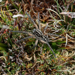 Tasmanicosa godeffroyi