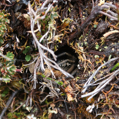 Tasmanicosa godeffroyi