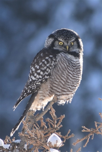 Northern Hawk Owl