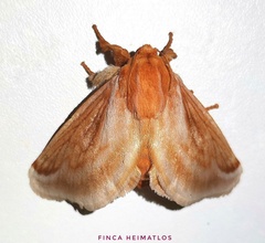 Perola villosipes
