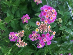 Lantana camara
