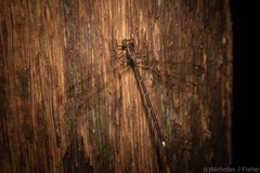 Episynlestes albicaudus