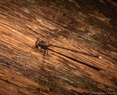 Episynlestes albicaudus