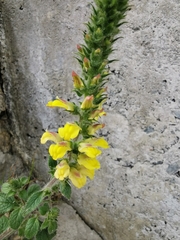 Lindenbergia philippensis