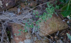 Ceanothus sonomensis