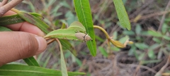 Sphenophorus aequalis