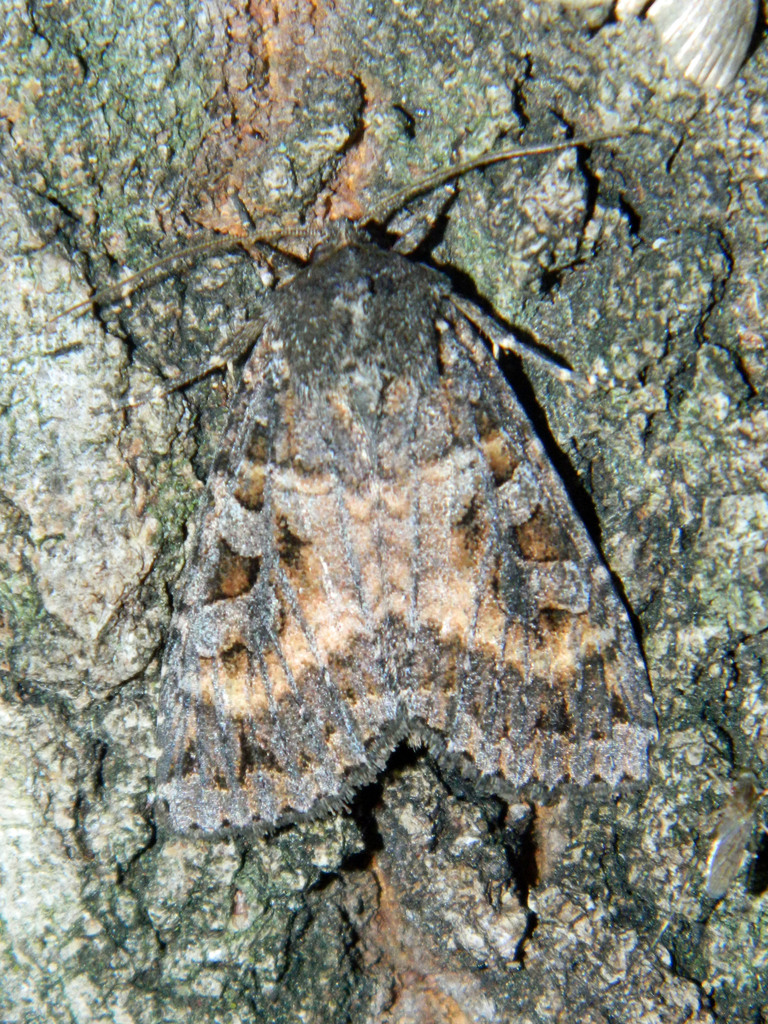 Great Brown Dart