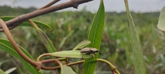 Sphenophorus aequalis