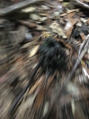 Engaeus cisternarius