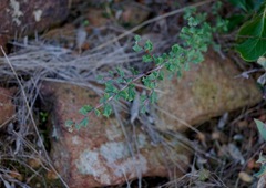 Ceanothus sonomensis