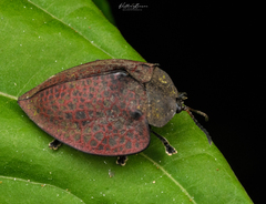 Cyrtonota textilis