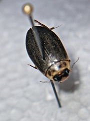 Rhantus binotatus