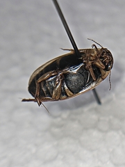 Rhantus binotatus