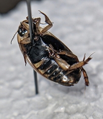 Rhantus binotatus