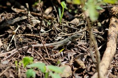 Aspidoscelis laredoensis