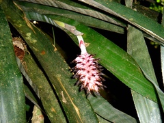 Aechmea bocainensis
