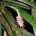 Aechmea bocainensis - Photo (c) Mariana Amado Costa, some rights reserved (CC BY-NC), uploaded by Mariana Amado Costa