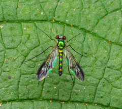 Dolichopodidae