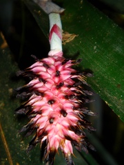 Aechmea bocainensis