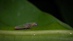 Macugonalia cavifrons
