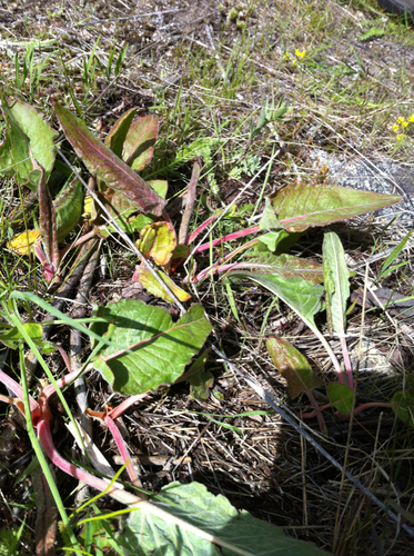 Eriogonum compositum var. lancifolium