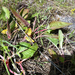 Eriogonum compositum lancifolium - Photo 由 Joshua Tewksbury 所上傳的 (c) Joshua Tewksbury，保留部份權利CC BY-NC-SA