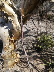 Peniocereus johnstonii