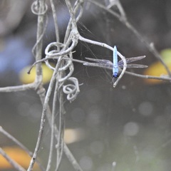 Brachydiplax duivenbodei