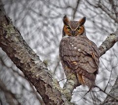 Bubo virginianus