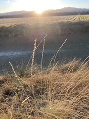 Melica californica