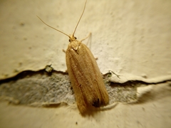 Clepsis leucaniana