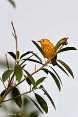 Setophaga petechia rufivertex