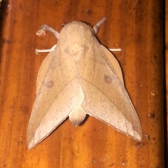 Adeloneivaia subangulata