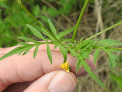 Bidens leptocephala
