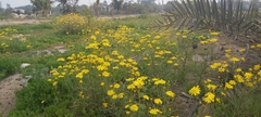 Senecio glaucus