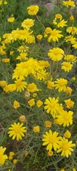 Senecio glaucus
