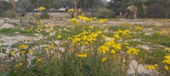 Senecio glaucus