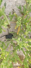 Adesmia