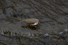 Actitis hypoleucos