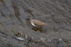 Actitis hypoleucos