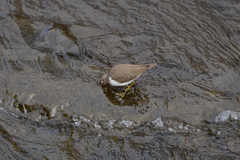 Actitis hypoleucos