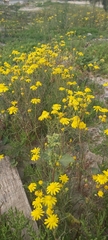 Senecio glaucus