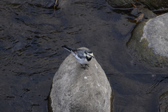 Motacilla alba
