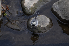Motacilla alba