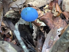 Entoloma virescens