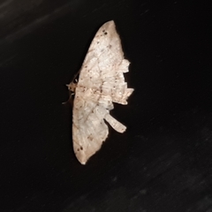 Psamatodes pernicata