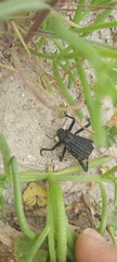 Adesmia