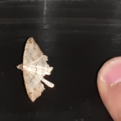 Psamatodes pernicata