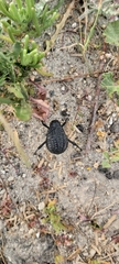 Adesmia