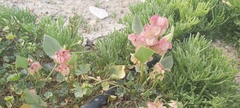 Rumex vesicarius